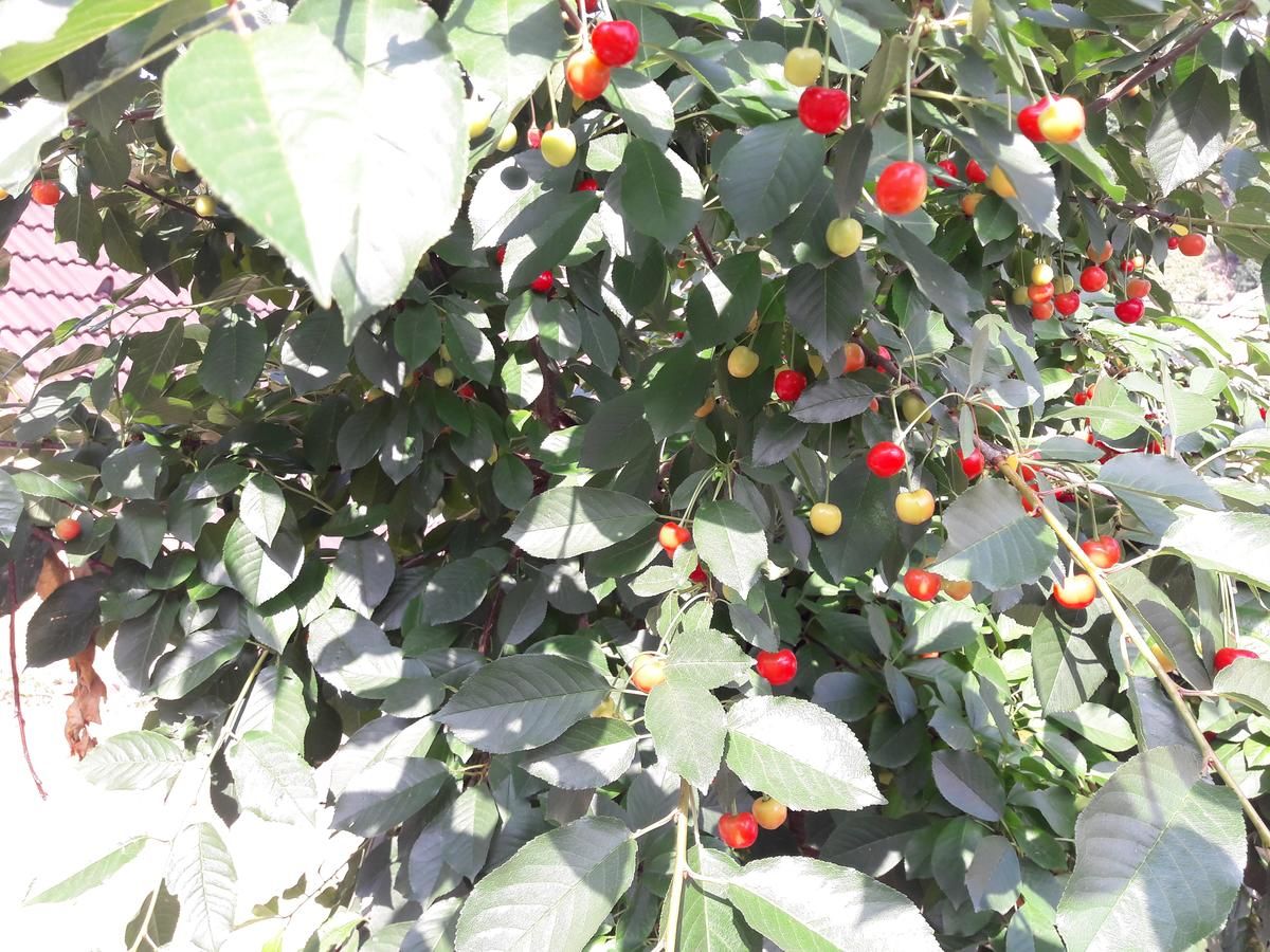 Дома для отпуска Casa Schei Брашов-40